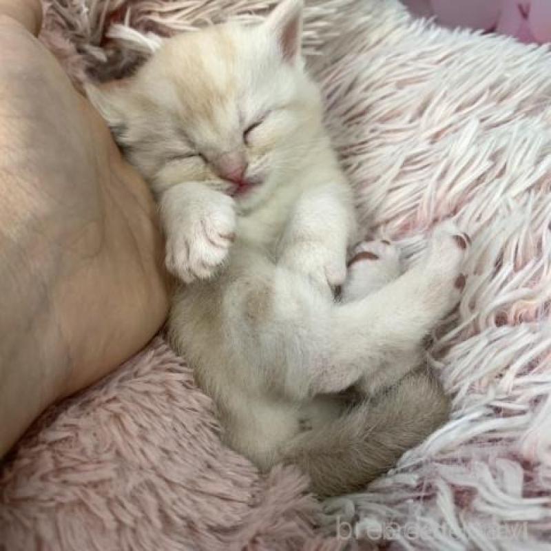 販売中の大阪府のスコティッシュフォールド-135900の4枚目