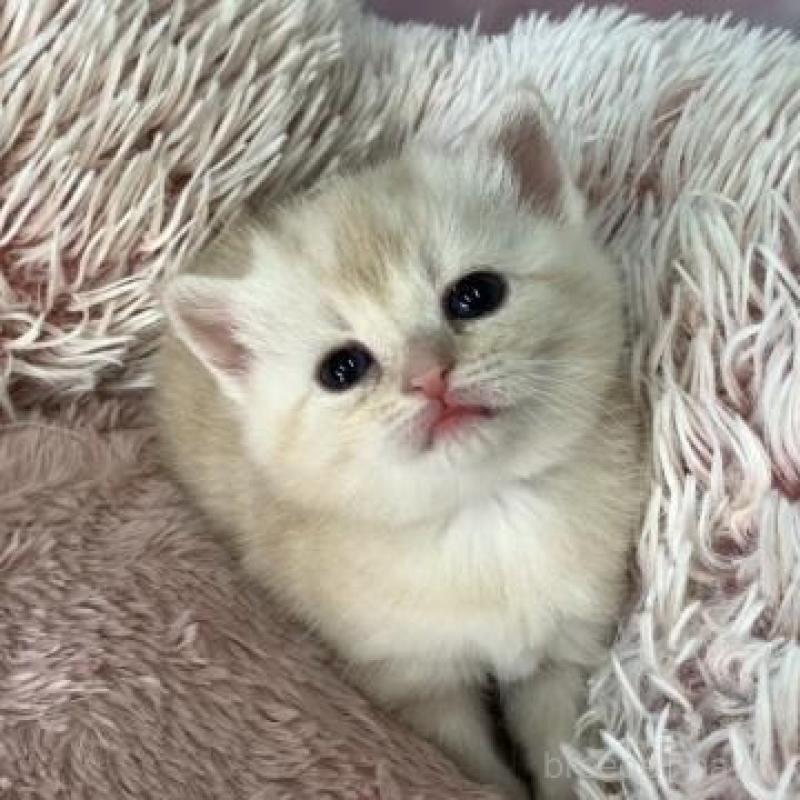 販売中の大阪府のスコティッシュフォールド-135900の3枚目