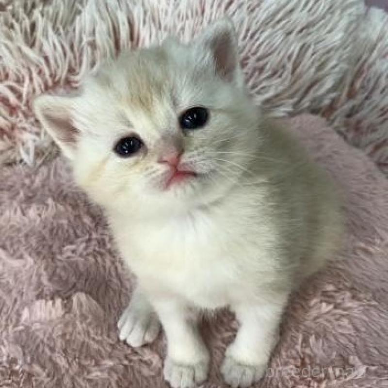 販売中の大阪府のスコティッシュフォールド-135900の2枚目