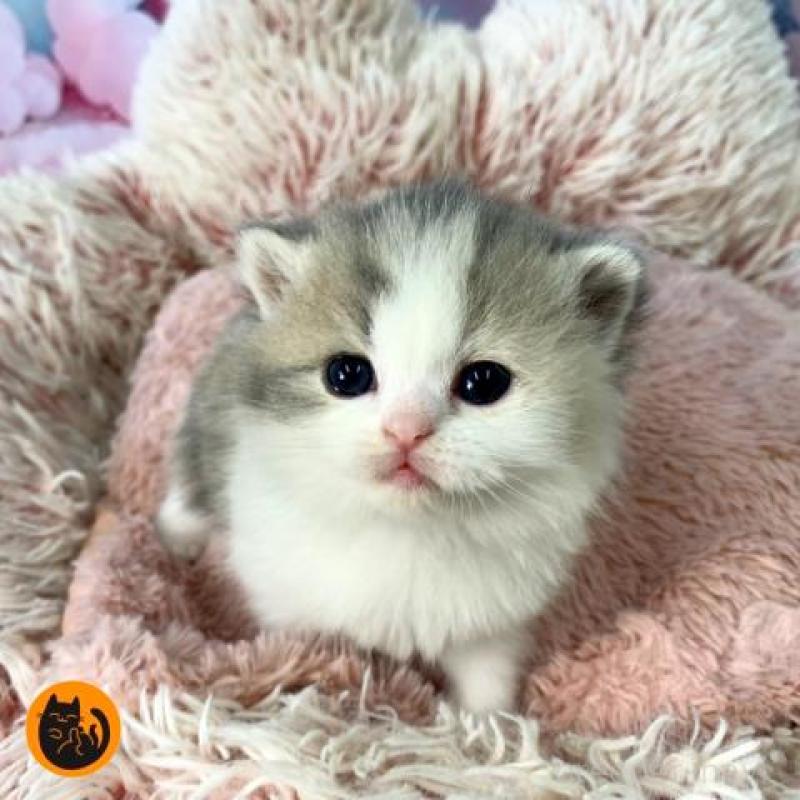 販売中の大阪府のマンチカン-135901