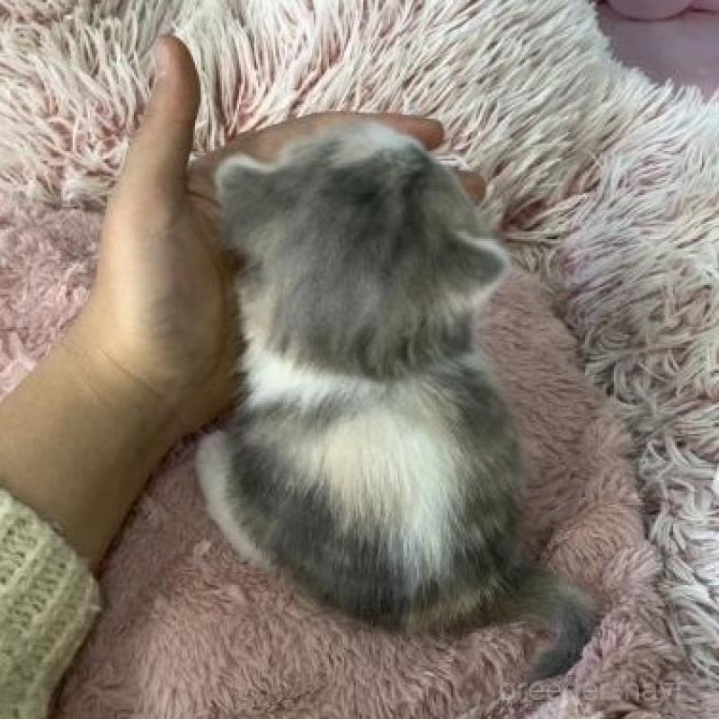 販売中の大阪府のマンチカン-135901の6枚目