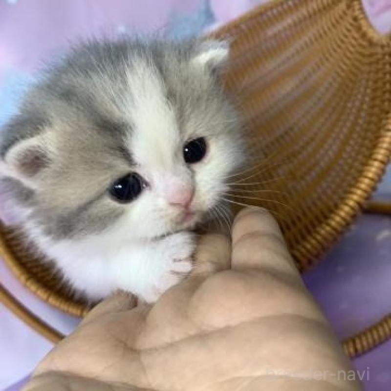 販売中の大阪府のマンチカン-135901の5枚目