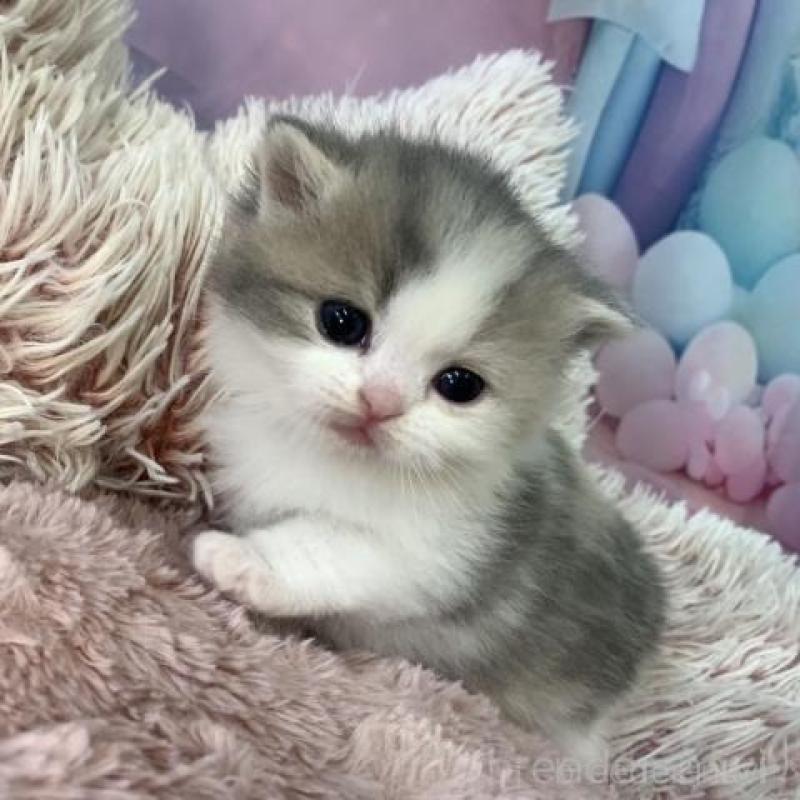 販売中の大阪府のマンチカン-135901の4枚目