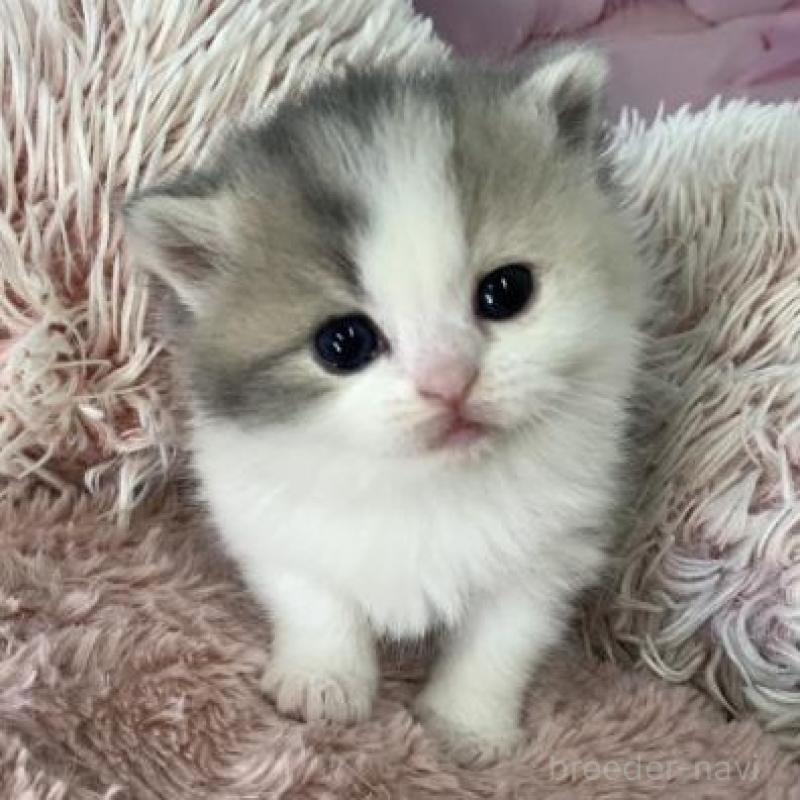 販売中の大阪府のマンチカン-135901の3枚目