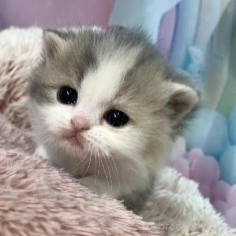 販売中の大阪府のマンチカン-135901の2枚目