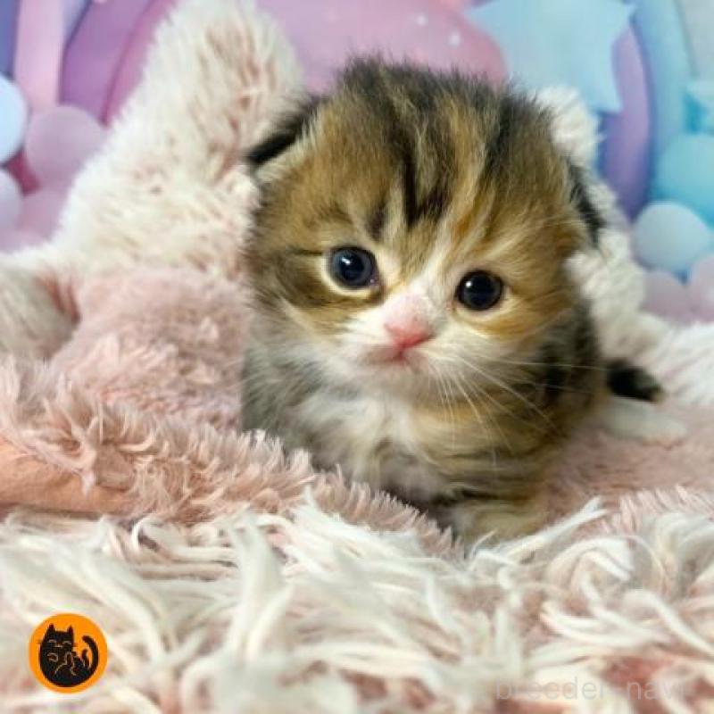 販売中の大阪府のスコティッシュフォールド(折れ耳)-135902