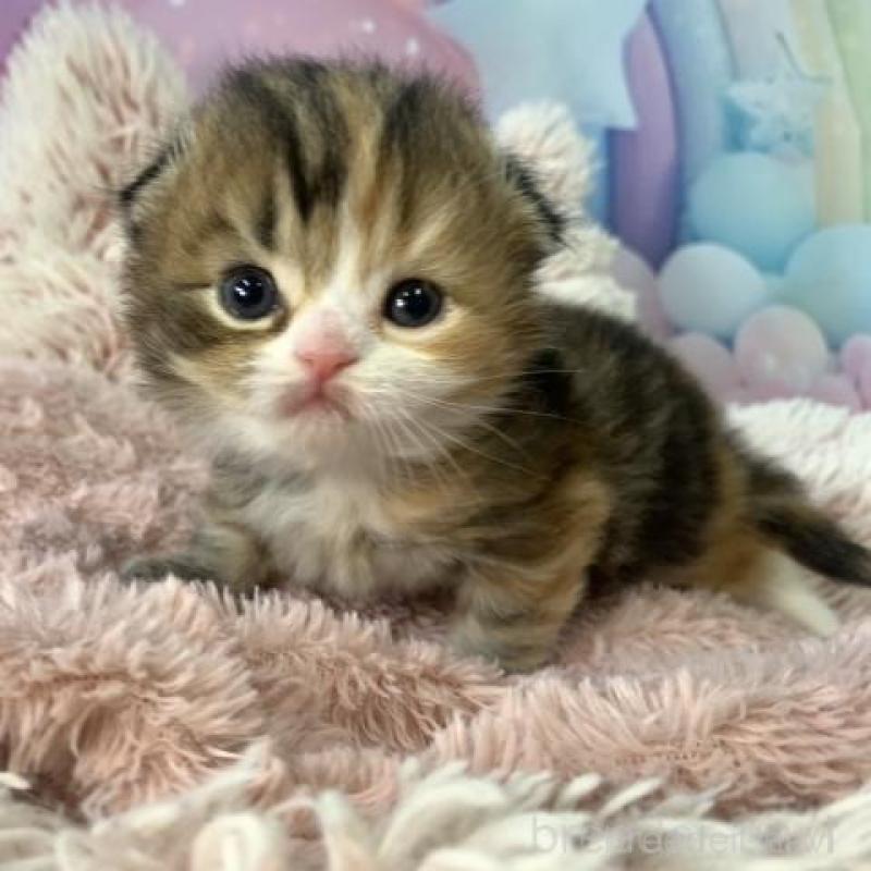 販売中の大阪府のスコティッシュフォールド(折れ耳)-135902の6枚目