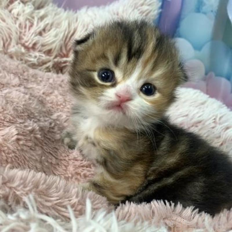 販売中の大阪府のスコティッシュフォールド(折れ耳)-135902の4枚目