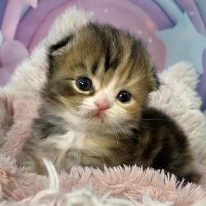 販売中の大阪府のスコティッシュフォールド(折れ耳)-135902の3枚目