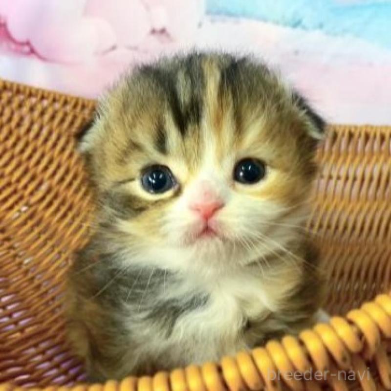 販売中の大阪府のスコティッシュフォールド(折れ耳)-135902の2枚目