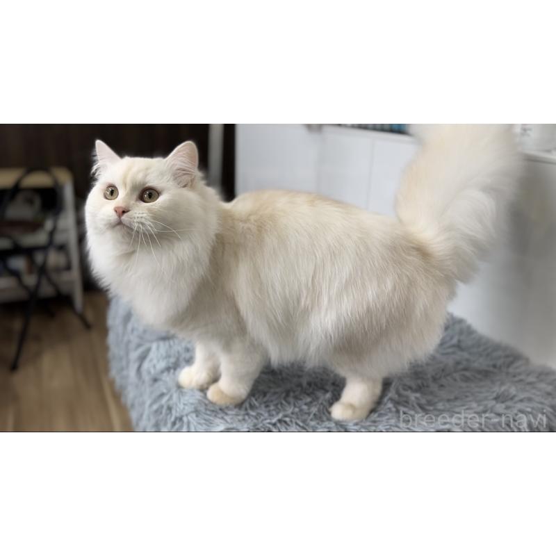 販売中の長野県のミヌエット-130290の3枚目