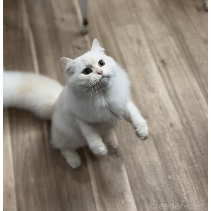 販売中の長野県のミヌエット-130290の2枚目