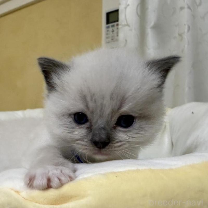 販売中の愛媛県のラグドール-135942の8枚目