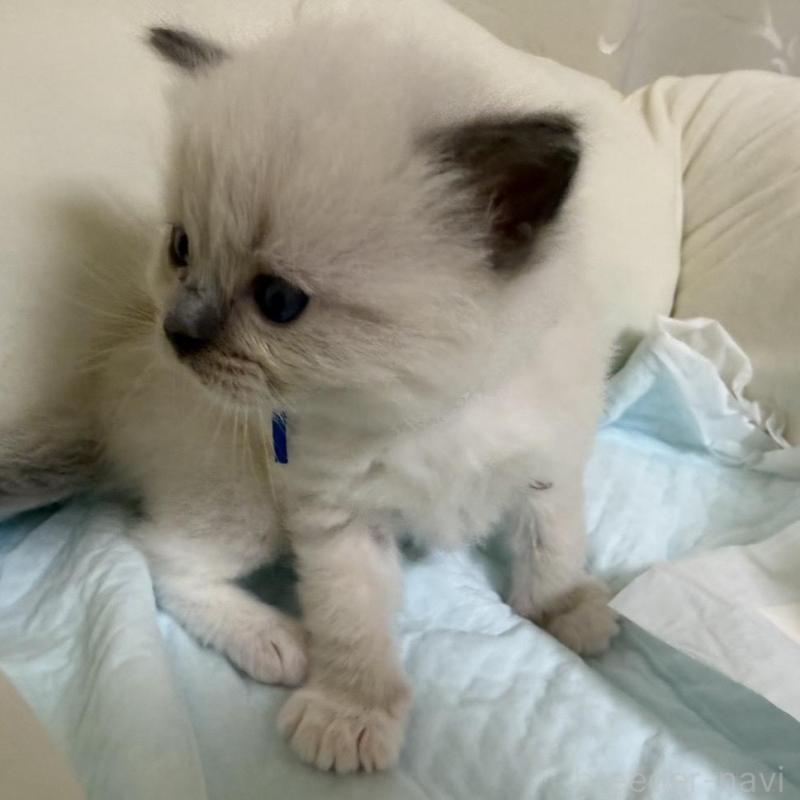 販売中の愛媛県のラグドール-135942の7枚目