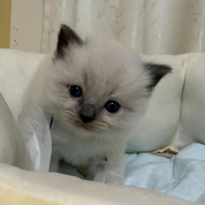 販売中の愛媛県のラグドール-135942の6枚目