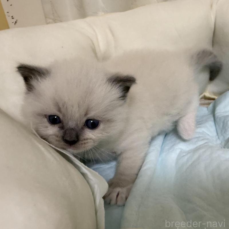 販売中の愛媛県のラグドール-135942の5枚目