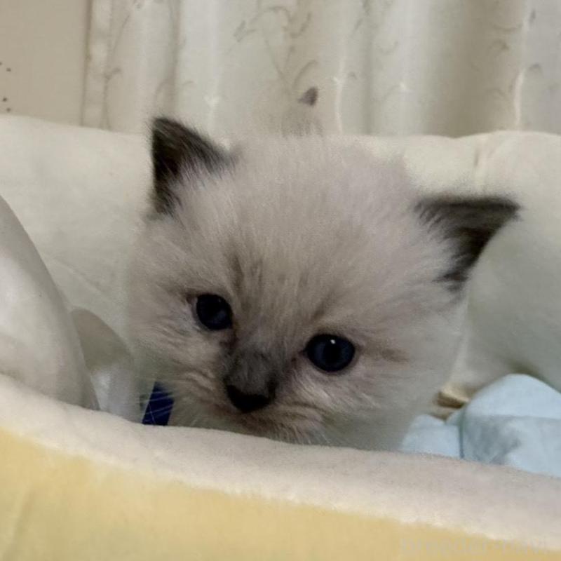 販売中の愛媛県のラグドール-135942の4枚目