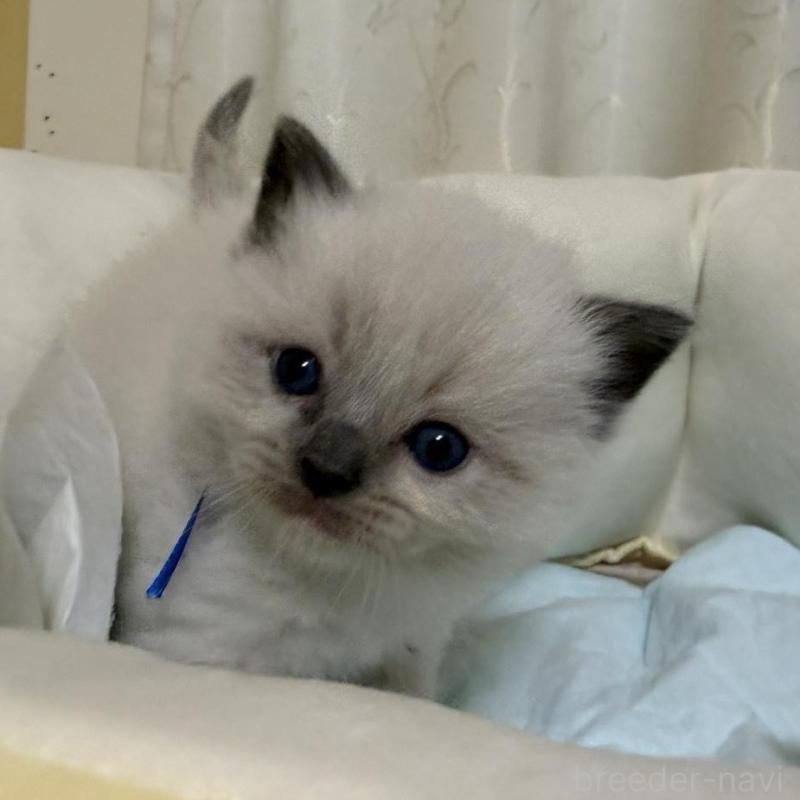 販売中の愛媛県のラグドール-135942の3枚目