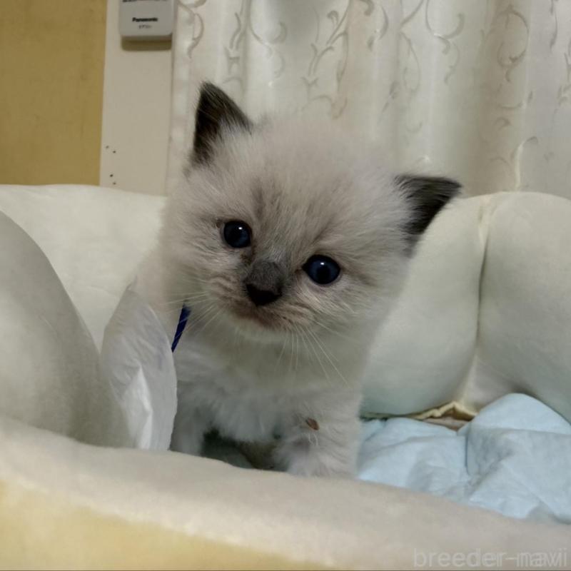 販売中の愛媛県のラグドール-135942の1枚目