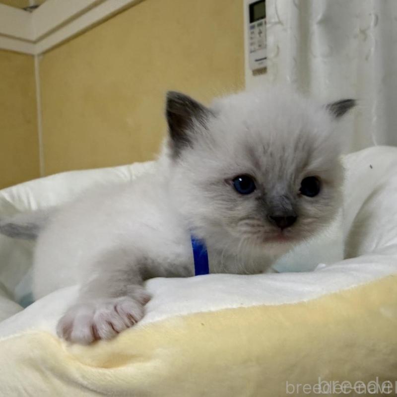 販売中の愛媛県のラグドール-135942の2枚目