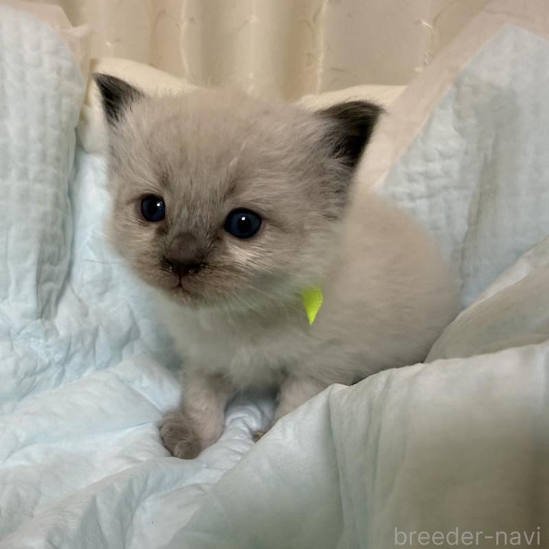 販売中の愛媛県のラグドール-135943