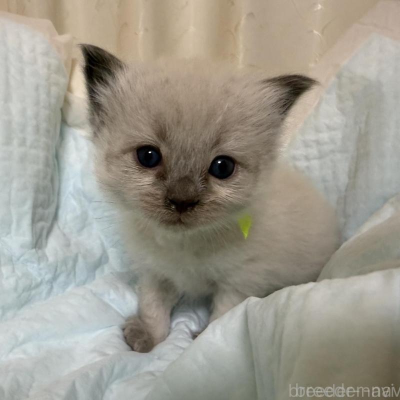 販売中の愛媛県のラグドール-135943の7枚目