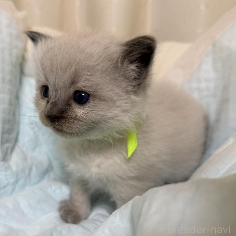 販売中の愛媛県のラグドール-135943の6枚目