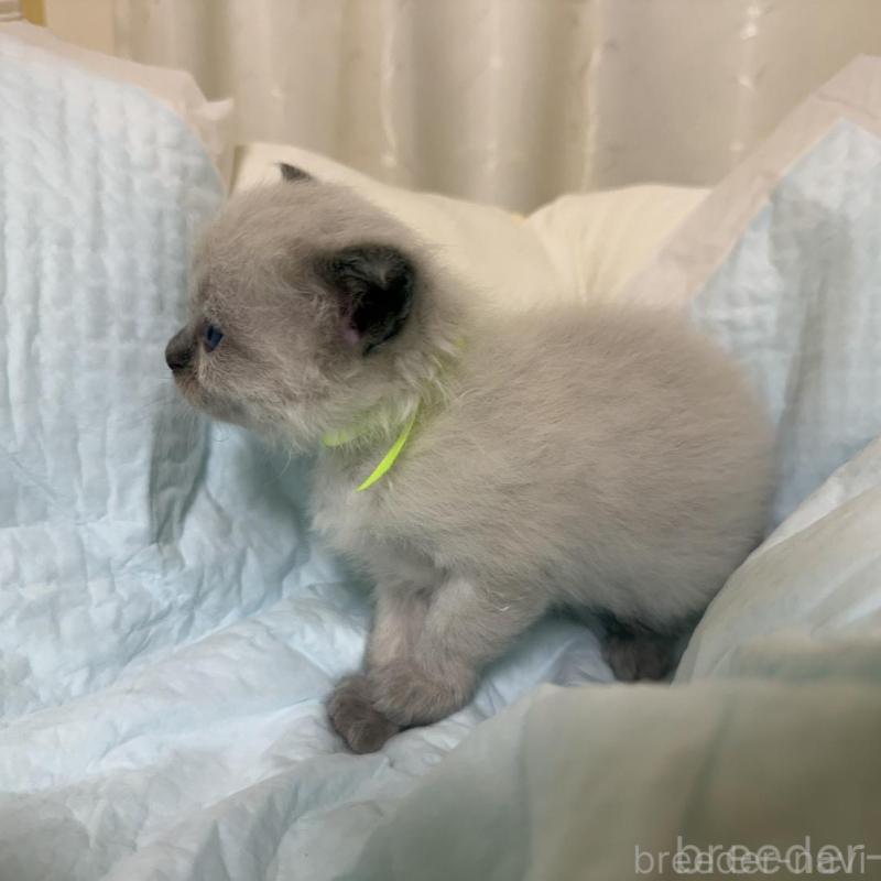 販売中の愛媛県のラグドール-135943の5枚目