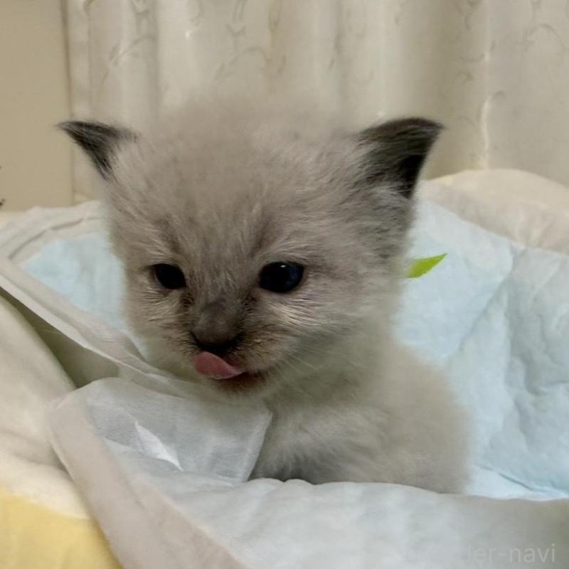 販売中の愛媛県のラグドール-135943の4枚目