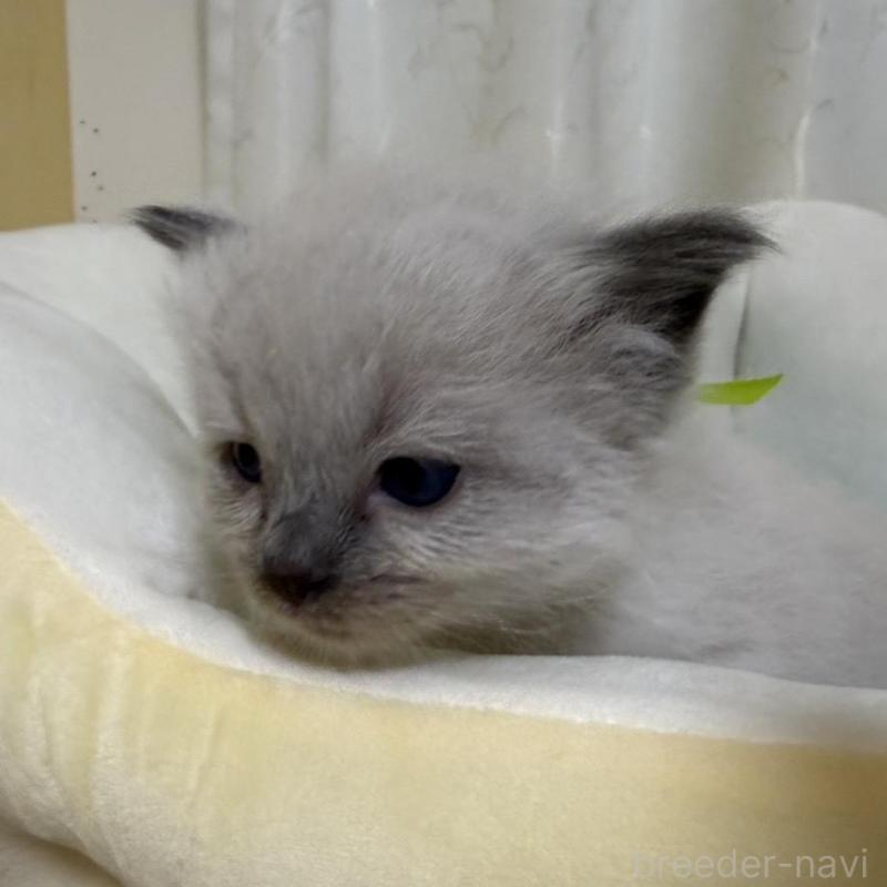 販売中の愛媛県のラグドール-135943の2枚目