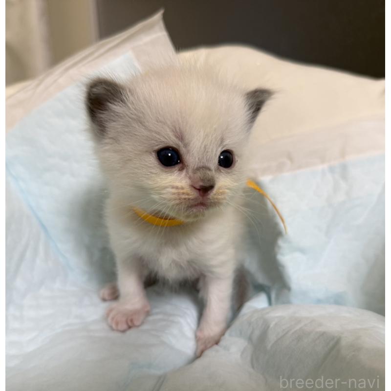 販売中の愛媛県のラグドール-135944の11枚目