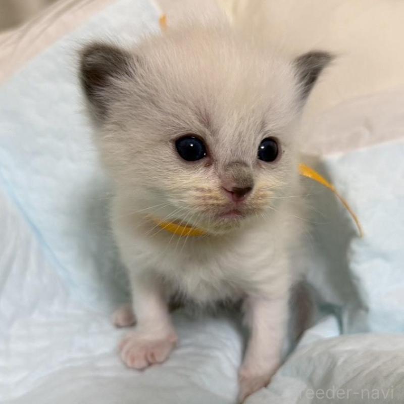 販売中の愛媛県のラグドール-135944