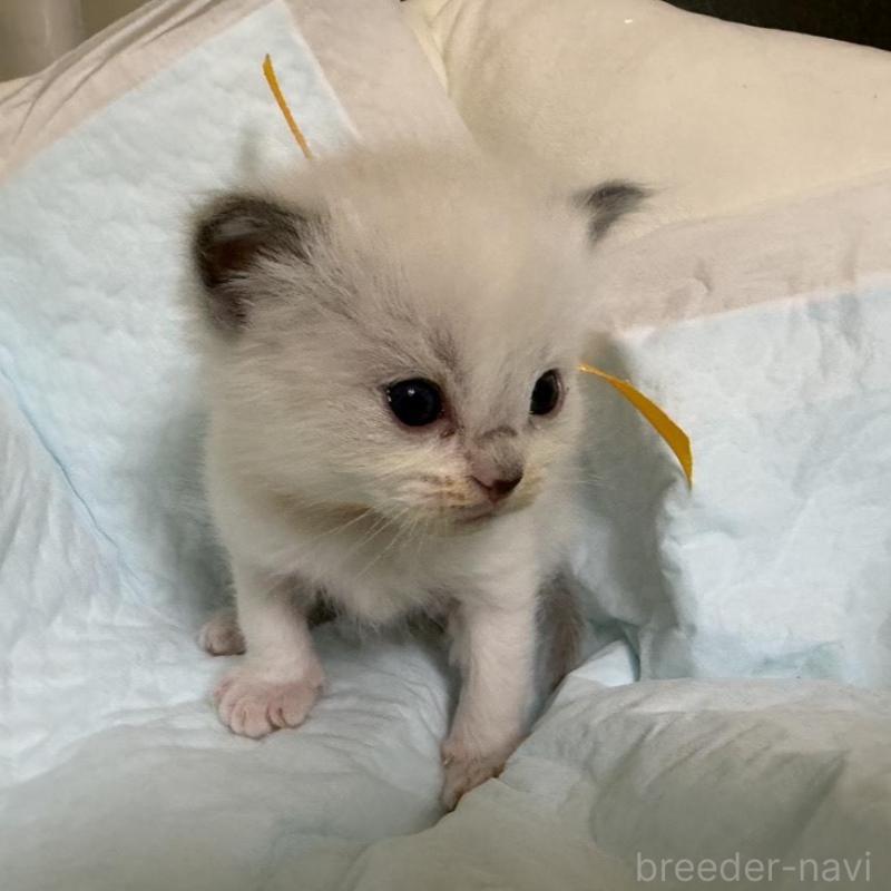 販売中の愛媛県のラグドール-135944の10枚目