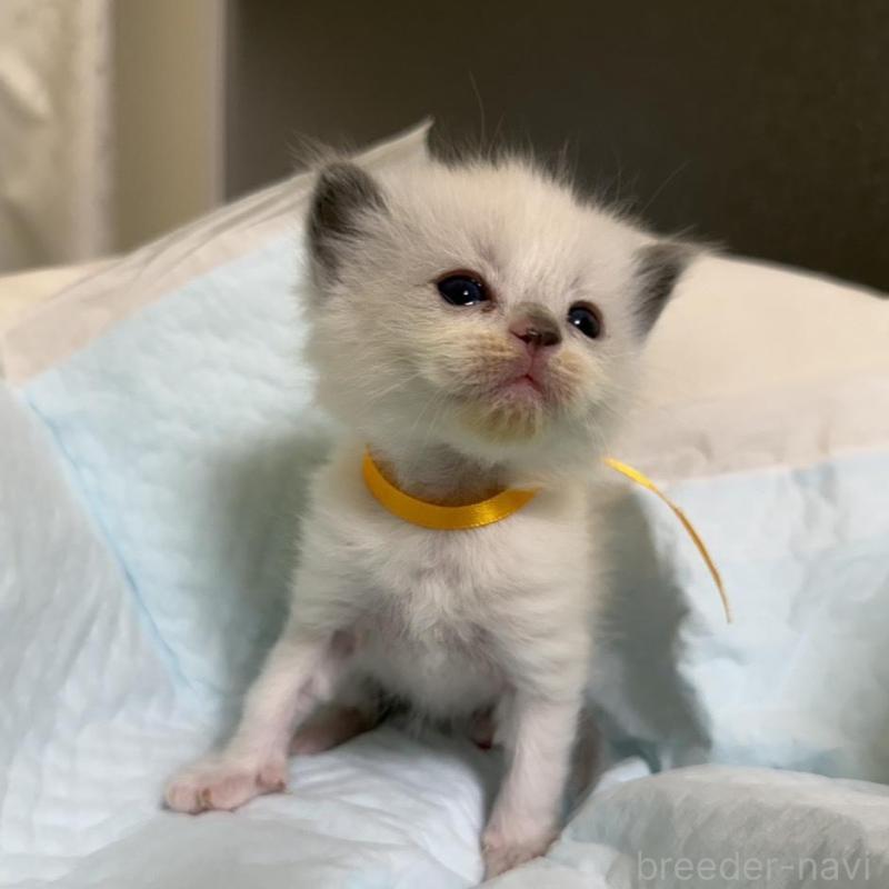 販売中の愛媛県のラグドール-135944の8枚目