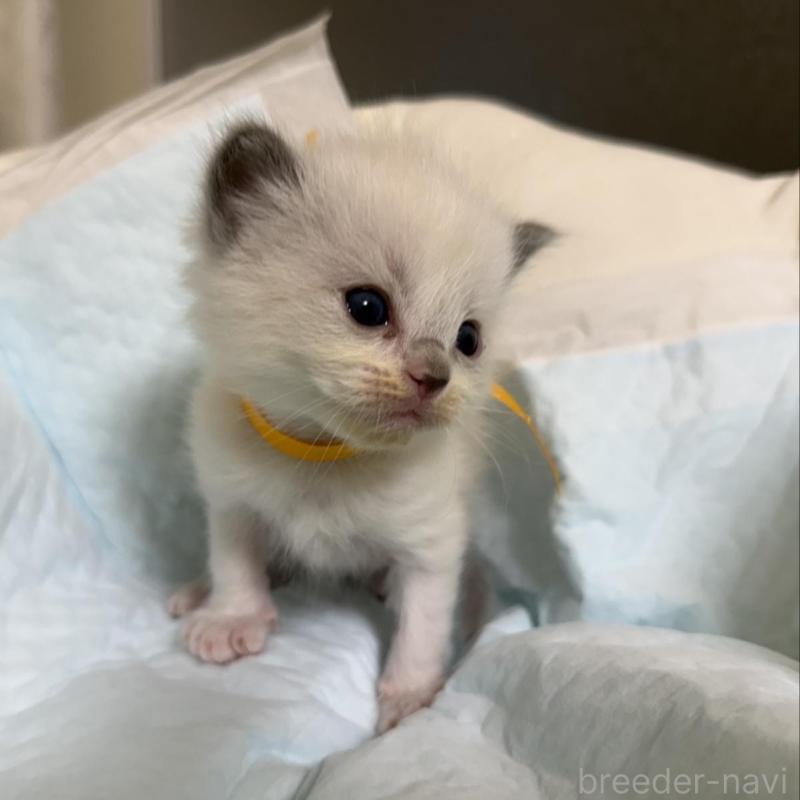 販売中の愛媛県のラグドール-135944の7枚目