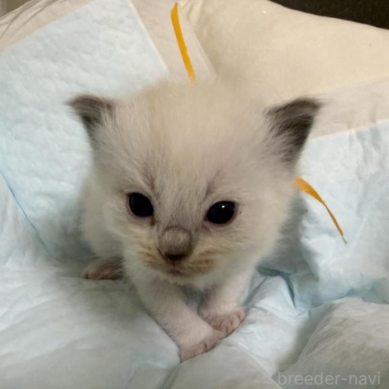 販売中の愛媛県のラグドール-135944の5枚目