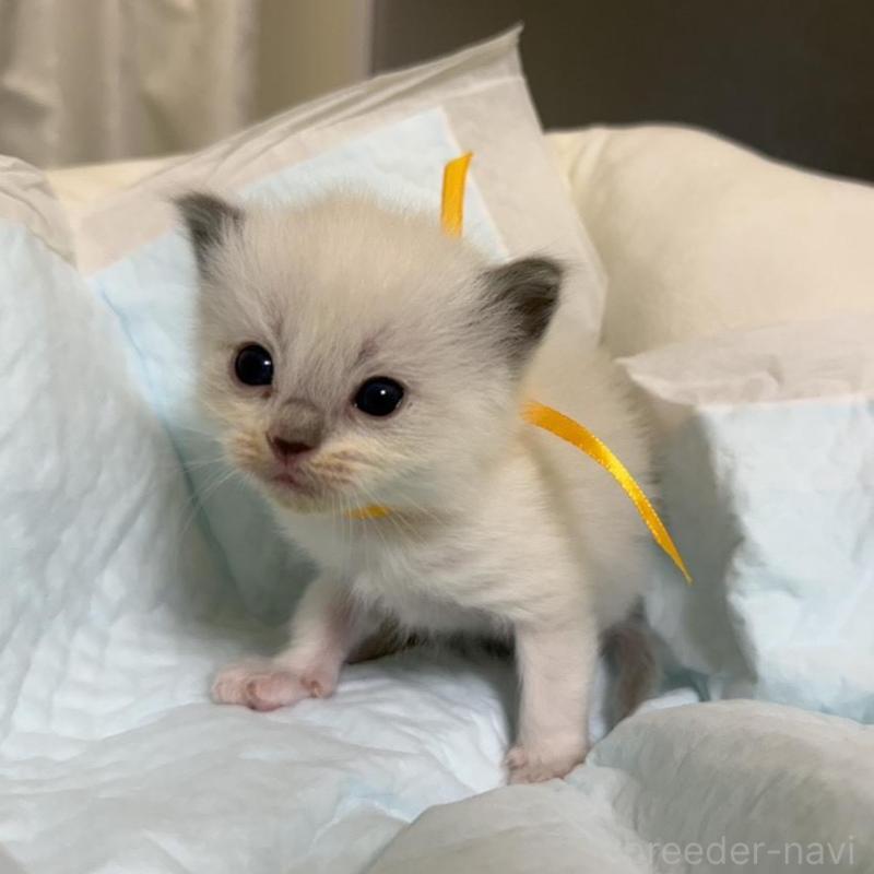 販売中の愛媛県のラグドール-135944の4枚目