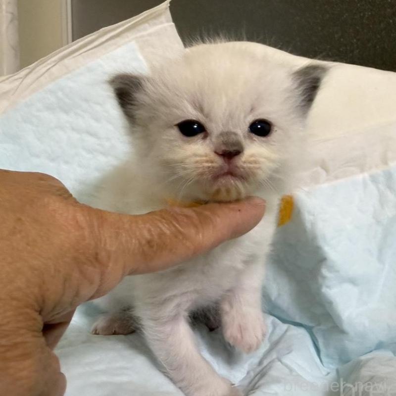 販売中の愛媛県のラグドール-135944の3枚目