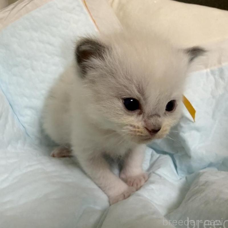 販売中の愛媛県のラグドール-135944の2枚目