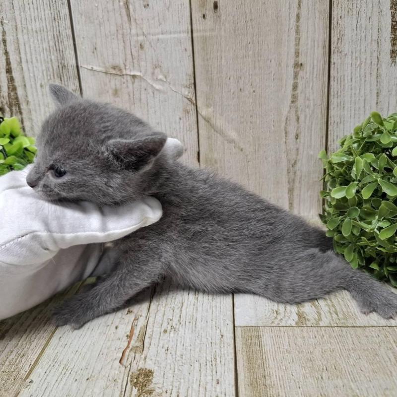 販売中の千葉県のロシアンブルー-135945の10枚目