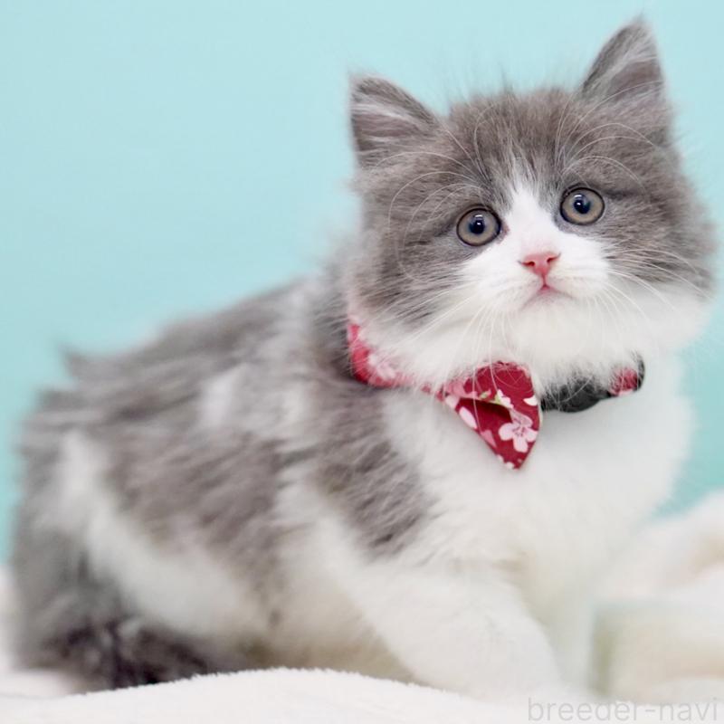 商談中の東京都のサイベリアン-134296