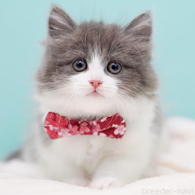 商談中の東京都のサイベリアン-134296の15枚目