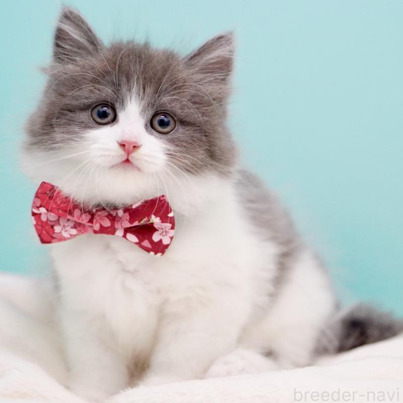 商談中の東京都のサイベリアン-134296の14枚目