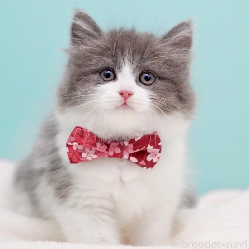 商談中の東京都のサイベリアン-134296の12枚目