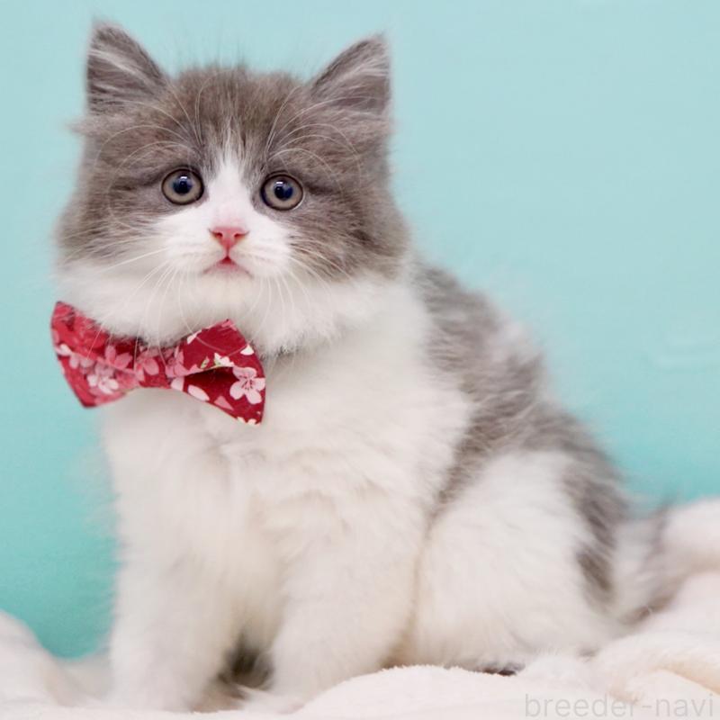 商談中の東京都のサイベリアン-134296の11枚目