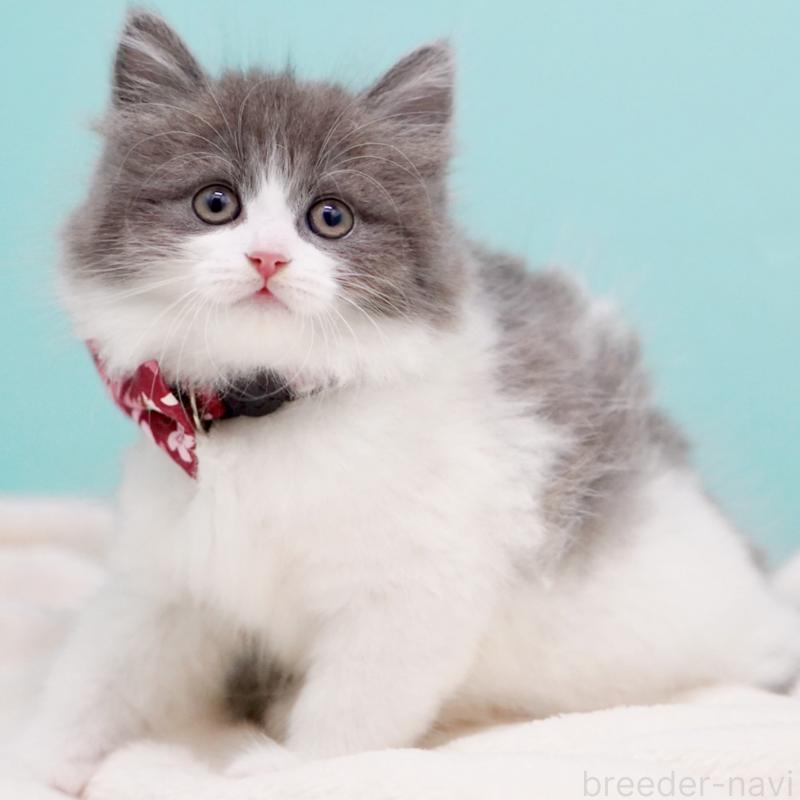 商談中の東京都のサイベリアン-134296の10枚目