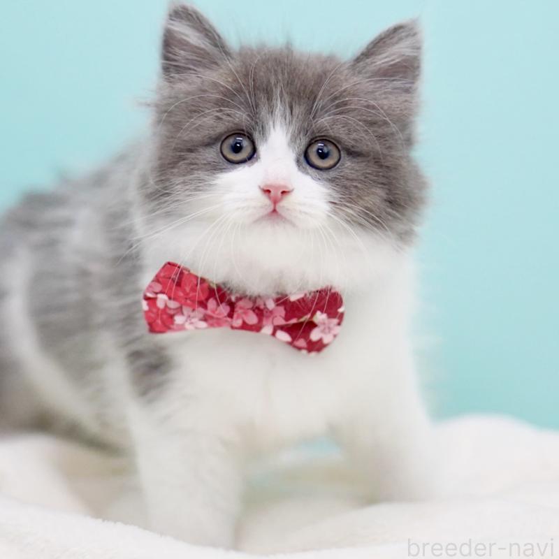 商談中の東京都のサイベリアン-134296の9枚目