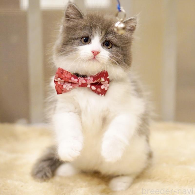 商談中の東京都のサイベリアン-134296の8枚目