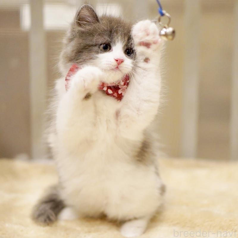 商談中の東京都のサイベリアン-134296の7枚目