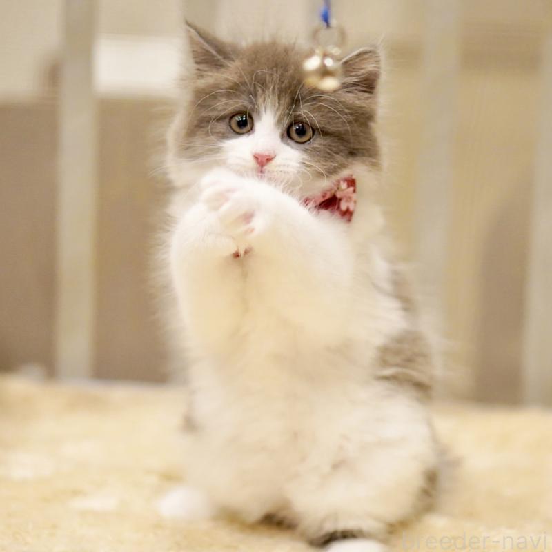 商談中の東京都のサイベリアン-134296の6枚目